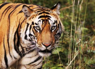 Rajaji and Kudermukh National Parks declared as Tiger Reserves
