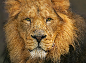 Gujarat Govt to set up Task force to study growing habitat of Asiatic lions