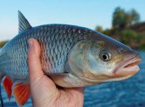 Orange-finned Mahseer Fish – Cauvery Basin fish is on the ‘brink of extinction’