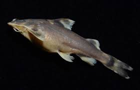 ZSI Scientists discovered new catfish species in Manipur