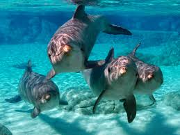 Dolphin – a highly Social Animal