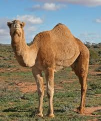 Juvenile camels ‘key source’ of Mers