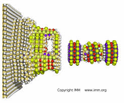 Artificial Man-made Molecular Pump