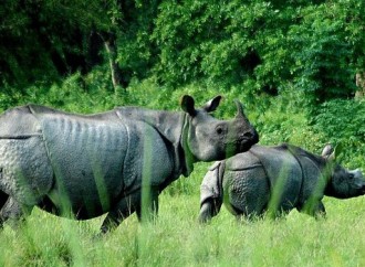 Dudhwa National Park is becoming Home of  Migratory Elephants