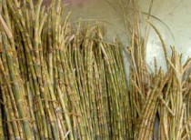 Haryana government approves cane development plan