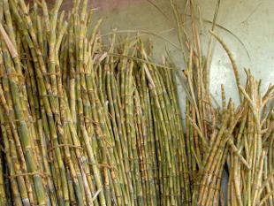 Haryana government approves cane development plan