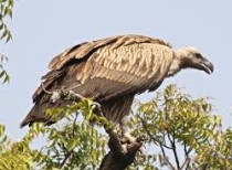 Endangered vulture chick birth a welcome surprise