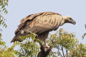 Endangered vulture chick birth a welcome surprise