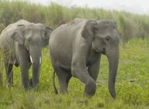 Elephant Census Report 2015- Odisha