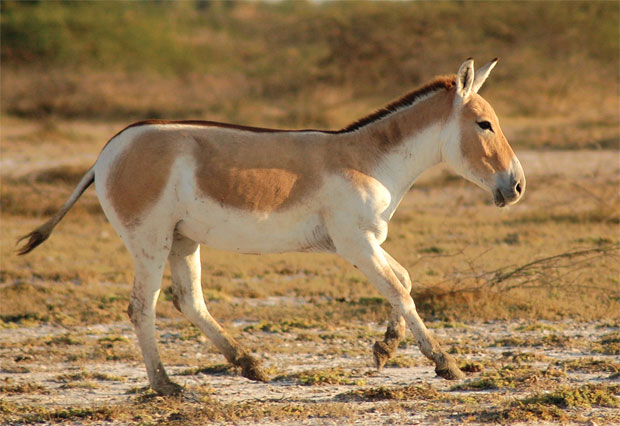 Red List of IUCN classified Wild ass as an endangered species - Day ...