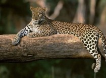 First-ever Census on India’s Leopard presented