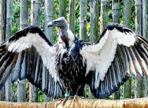 Tamil Nadu Government bans Ketoprofen drug to save vultures