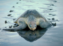 Endangered olive ridley turtles found dead on India coast