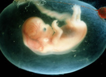 UK approves Genetic Modification of Human Embryo