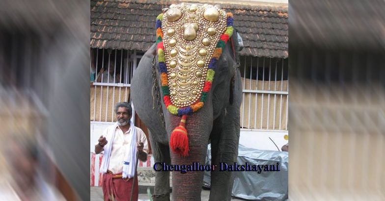Oldest elephant in Kerala set to enter Guinness World Records