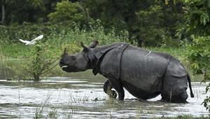 Assam Government launches Rhino horn verification process