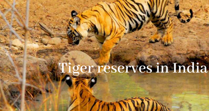 Tiger Reserves in India and some interesting facts about tiger - Day ...