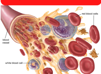 GK Quiz on Human Blood