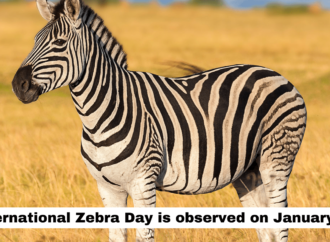 International Zebra Day is observed on January 31