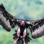 World’s First Asian King Vulture Center – Uttar Pradesh