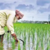 Haryana Becomes First State to Procure All Crops at MSP