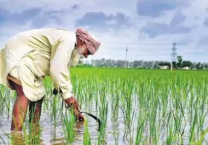 Haryana Becomes First State to Procure All Crops at MSP