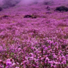 Neelakurinji Added to IUCN Red List as Vulnerable Species