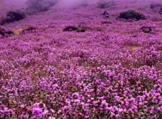 Neelakurinji Added to IUCN Red List as Vulnerable Species