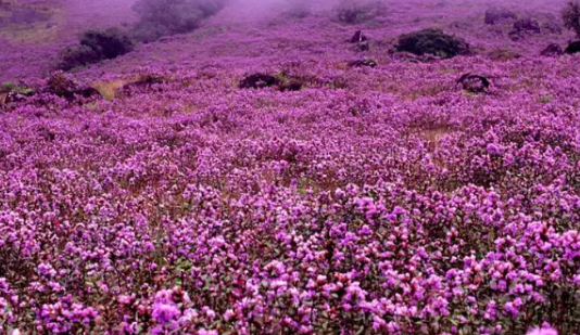 Neelakurinji Added to IUCN Red List as Vulnerable Species