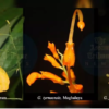 Researchers Discover New ‘Dancing Girls’ Ginger Species in India