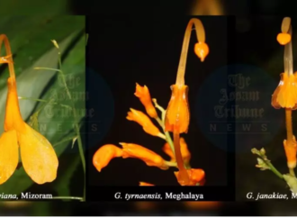 Researchers Discover New ‘Dancing Girls’ Ginger Species in India