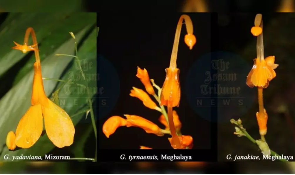 Researchers Discover New ‘Dancing Girls’ Ginger Species in India