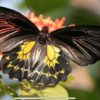 India’s Second Largest Butterfly Species Discovered in TamilNadu