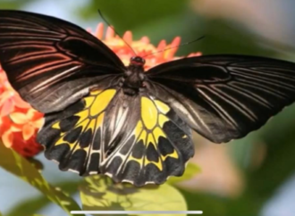 India’s Second Largest Butterfly Species Discovered in TamilNadu