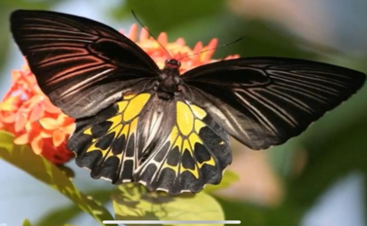 India’s Second Largest Butterfly Species Discovered in TamilNadu